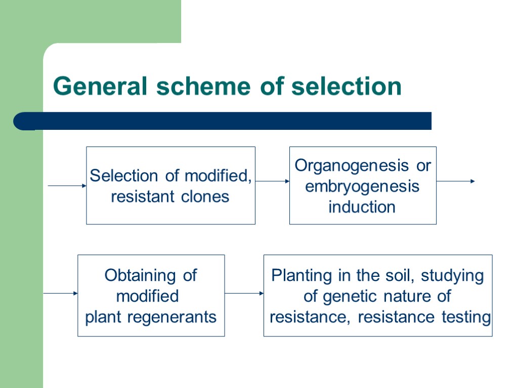 Selection of modified, resistant clones Organogenesis or embryogenesis induction Obtaining of modified plant regenerants